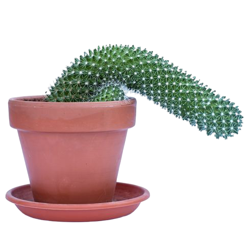 A limp cactus